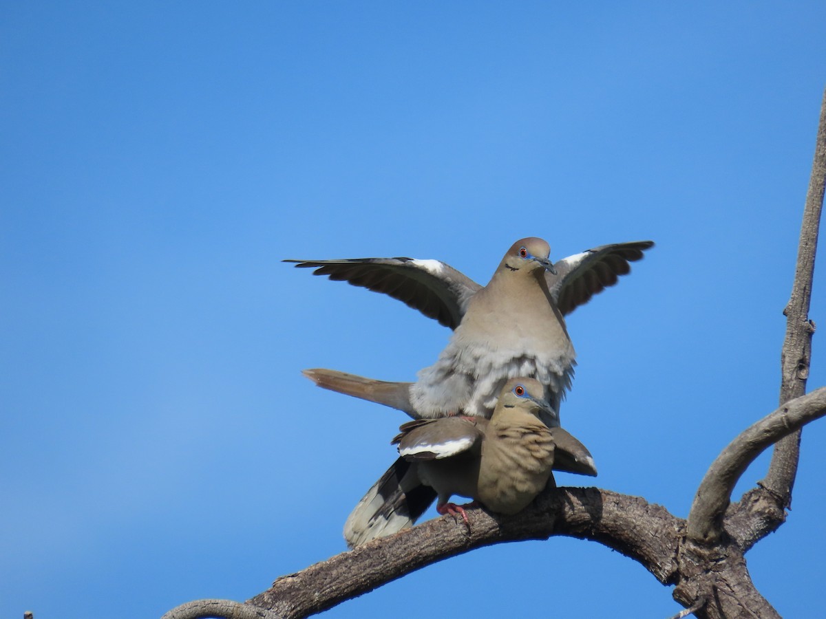 White-winged Dove - ML620191184