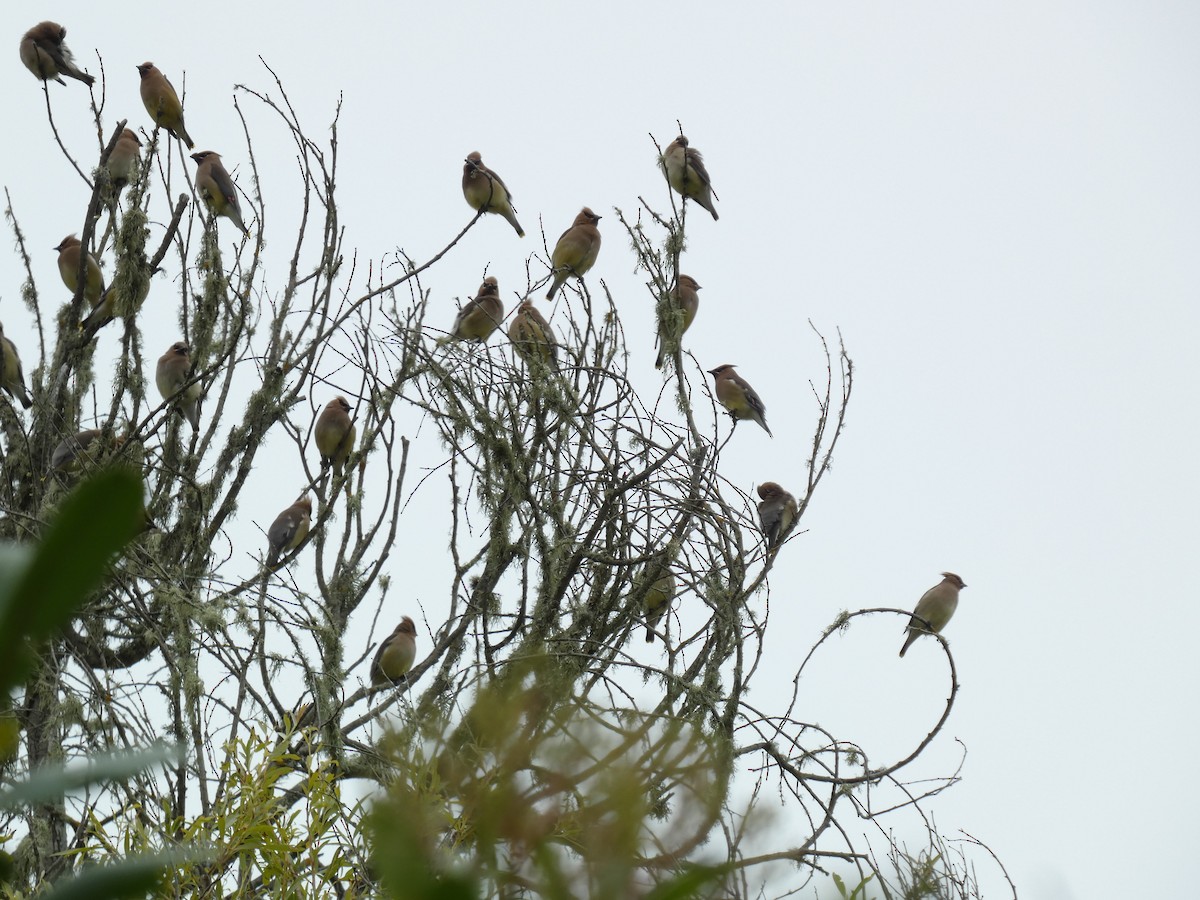 Cedar Waxwing - ML620191192