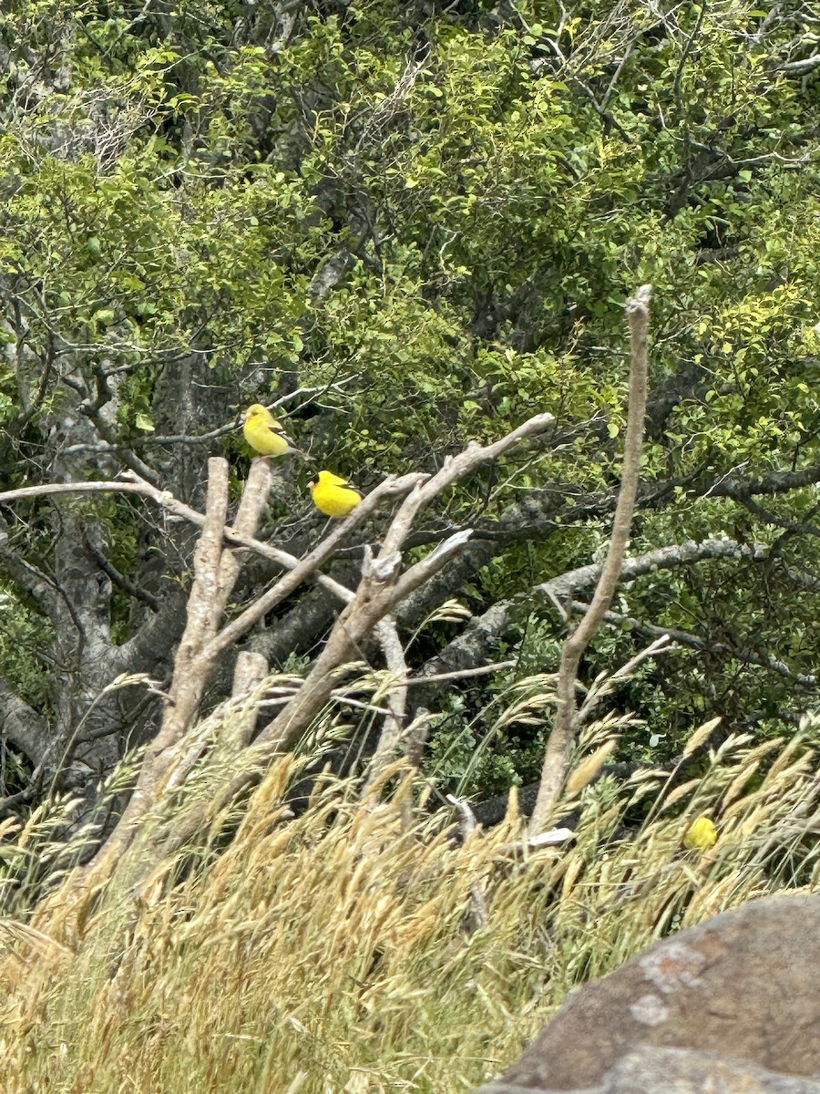 American Goldfinch - ML620191195