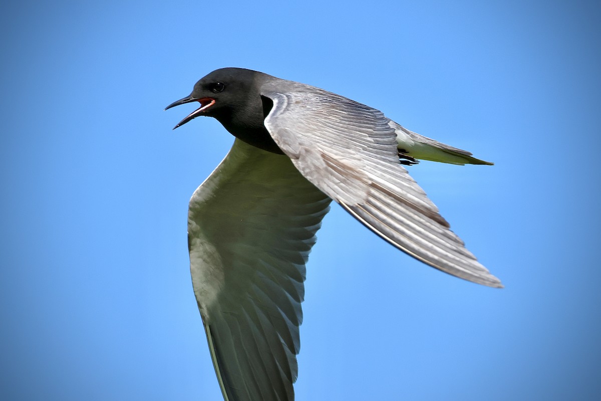Black Tern - ML620191199
