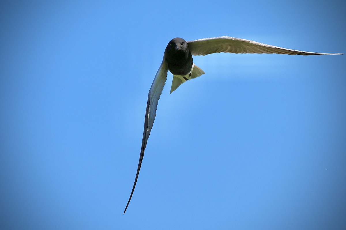 Black Tern - ML620191200