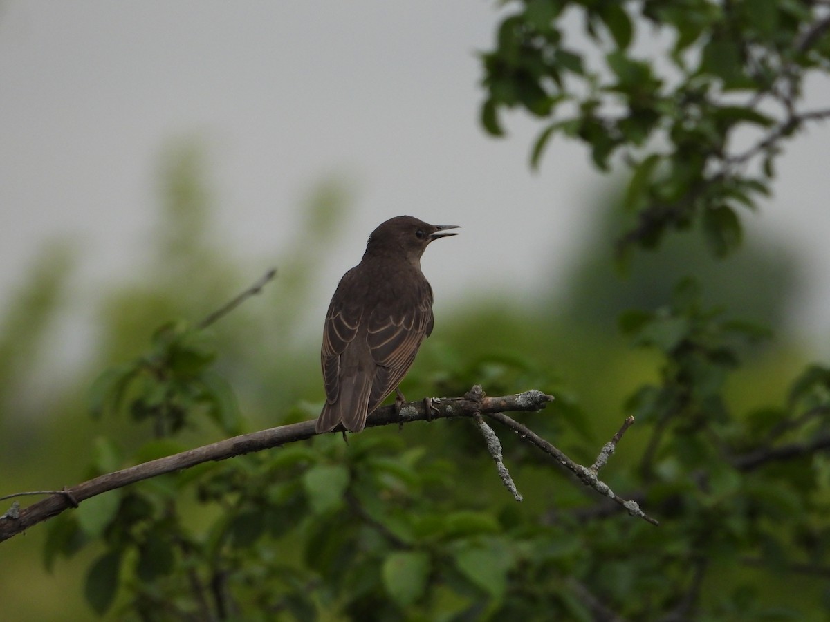 European Starling - Martin Berg