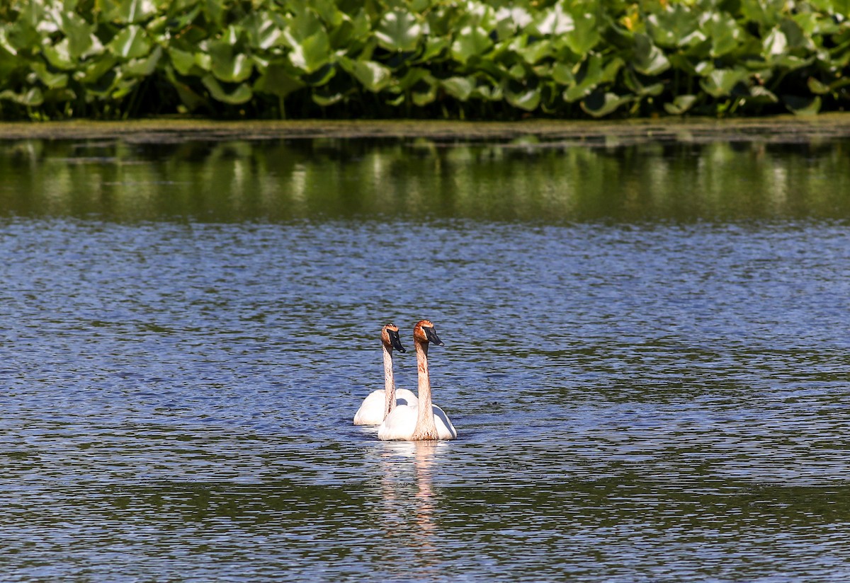 Trumpeter Swan - ML620191212