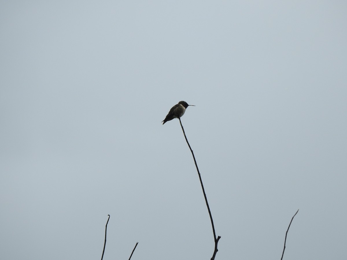 Yakut Boğazlı Kolibri - ML620191215