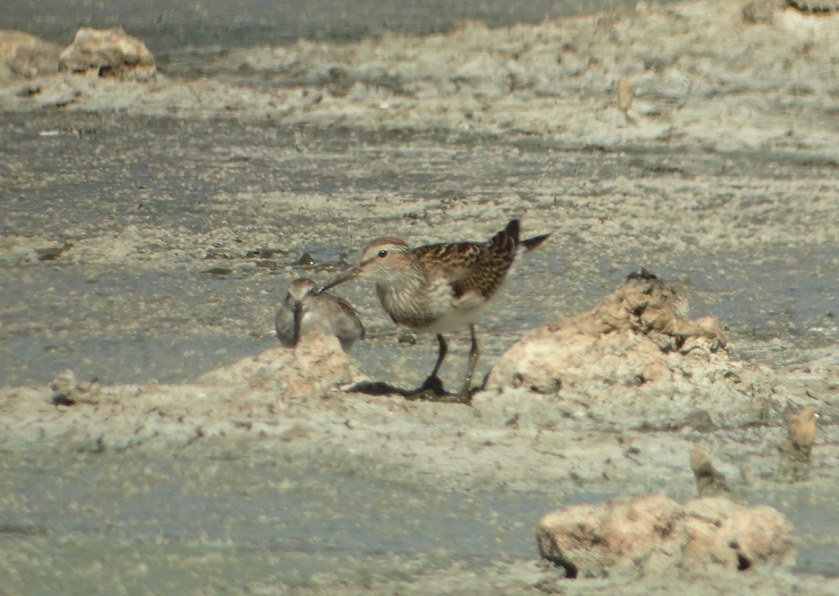 Pectoral Sandpiper - ML620191220