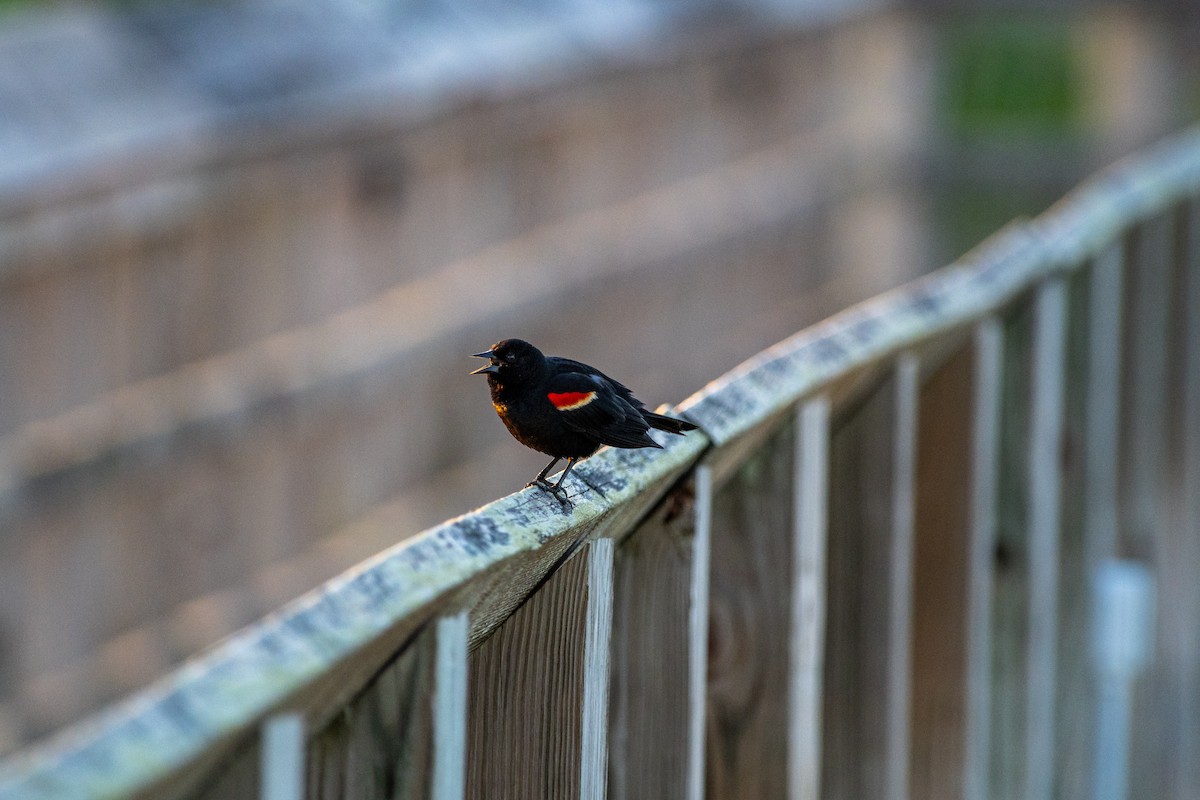 Red-winged Blackbird - ML620191226