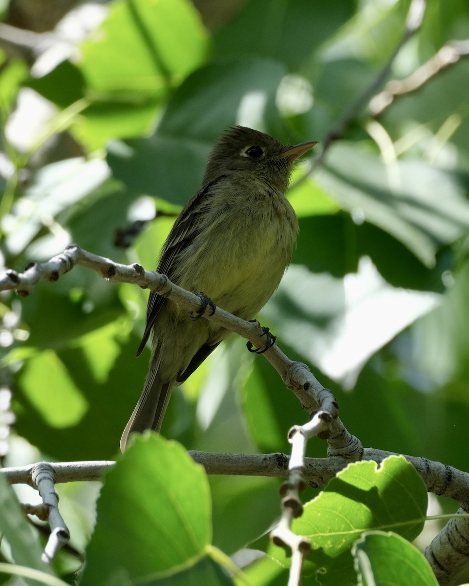 Western Flycatcher - ML620191229