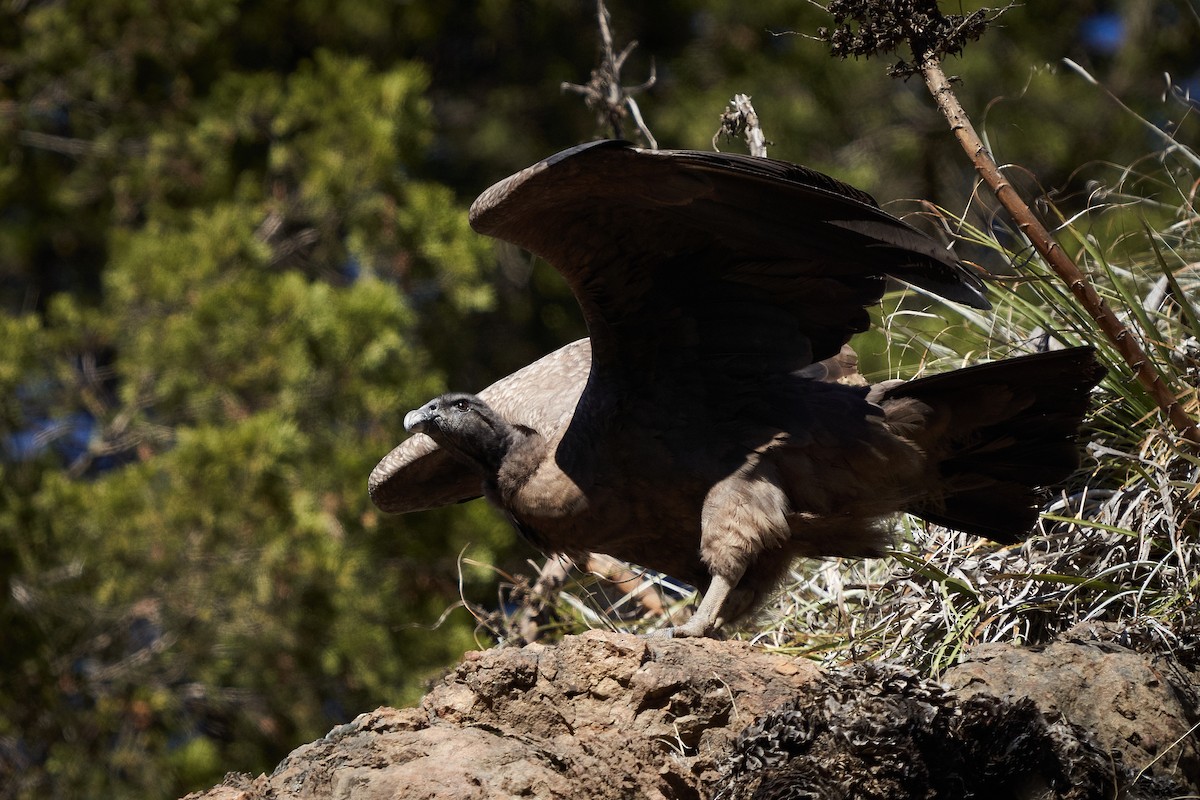 Andean Condor - ML620191233