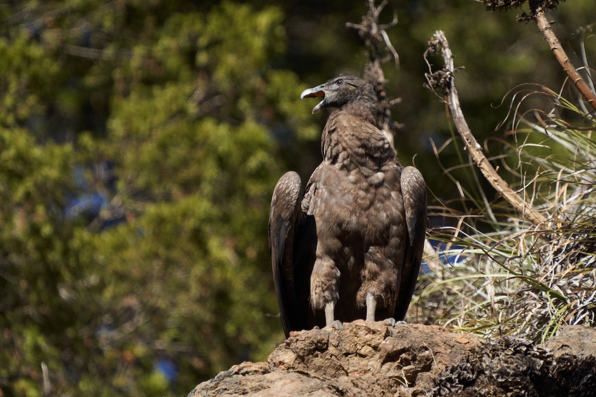 Andean Condor - ML620191234