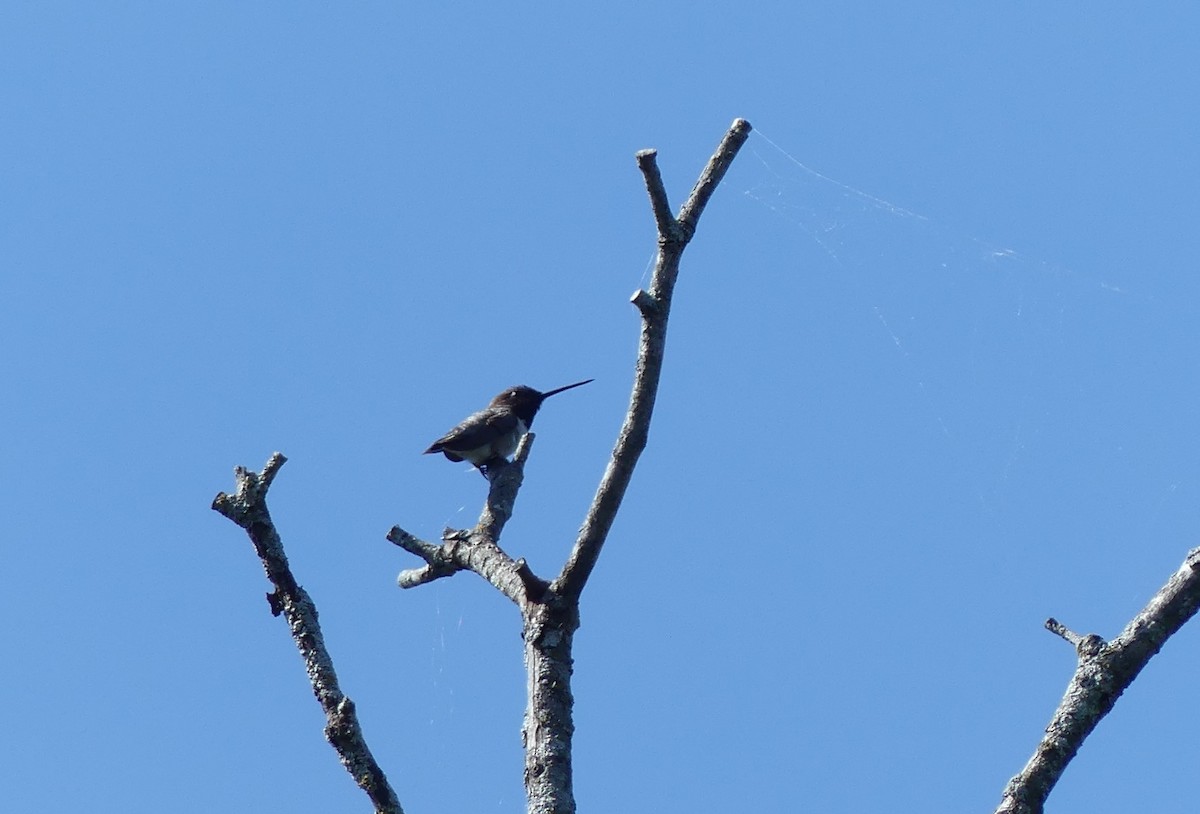 Black-chinned Hummingbird - ML620191240