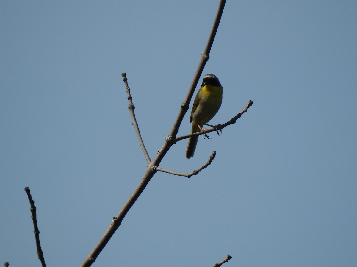 Weidengelbkehlchen - ML620191247