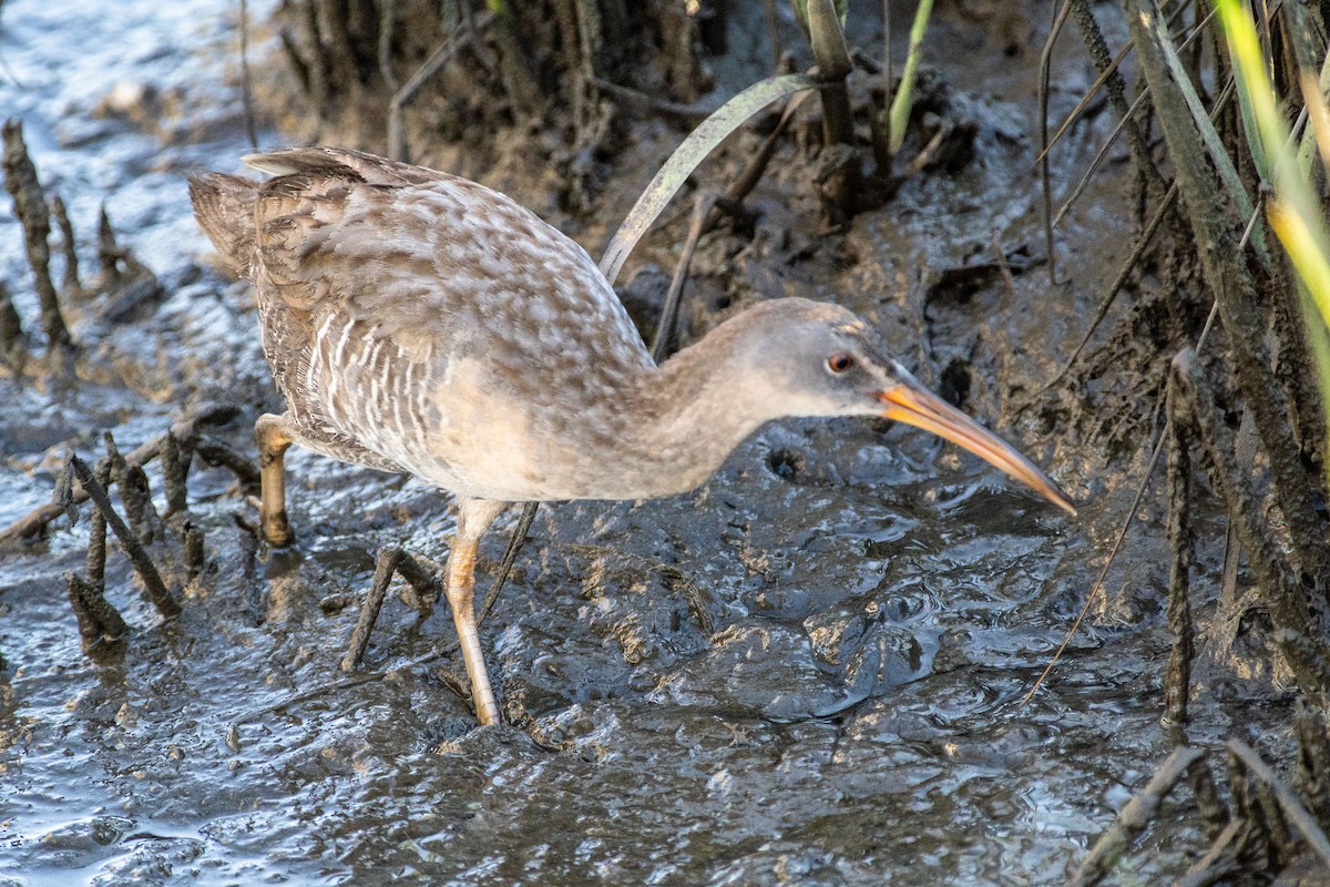 Clapper Rail - ML620191249