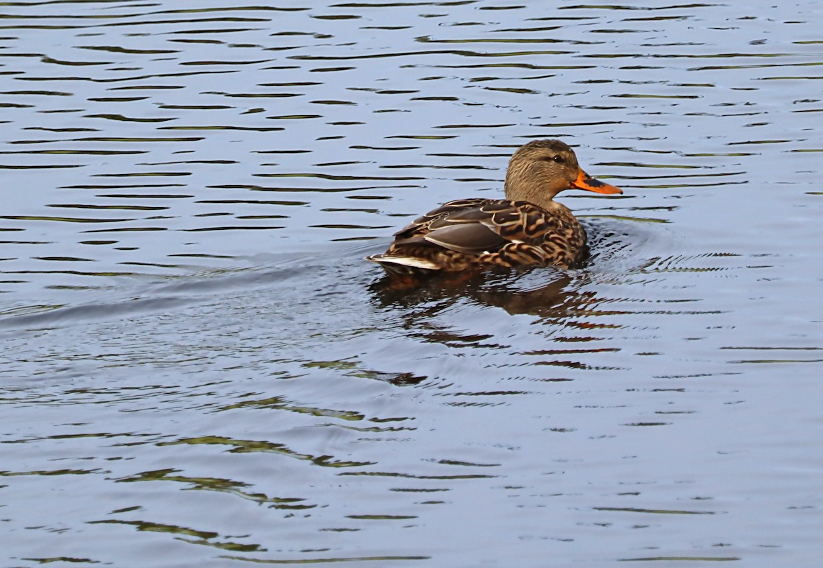 Canard colvert - ML620191250