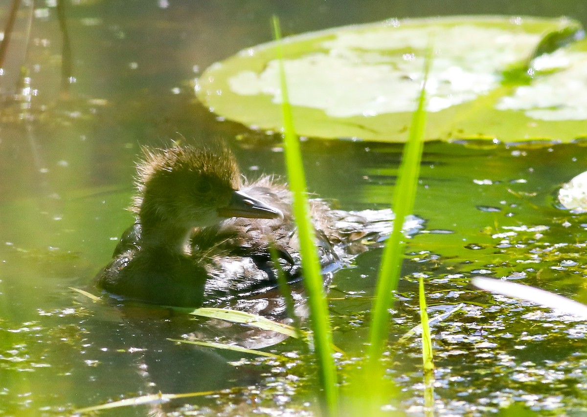 Hooded Merganser - ML620191258