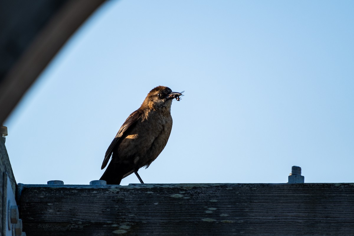 Boat-tailed Grackle - ML620191283