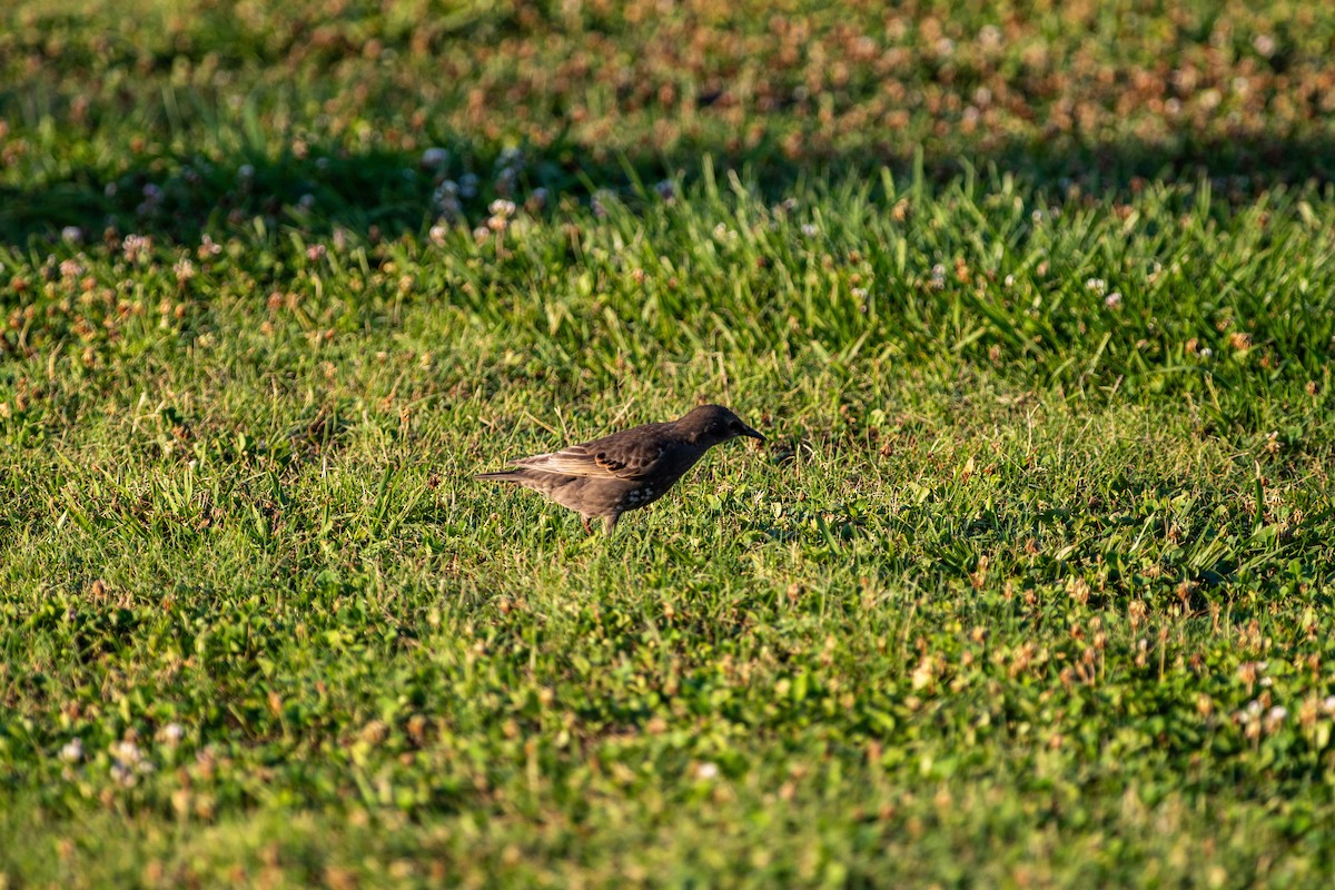 European Starling - ML620191295