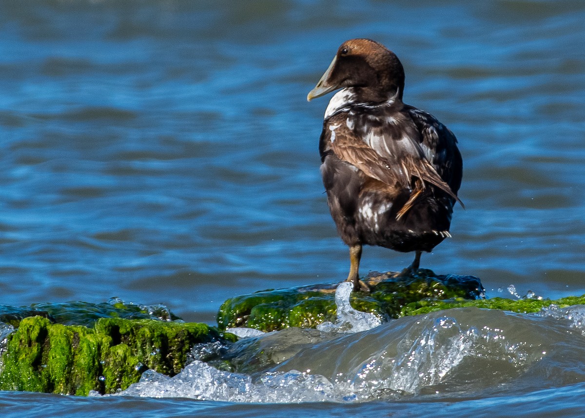 Common Eider - ML620191296