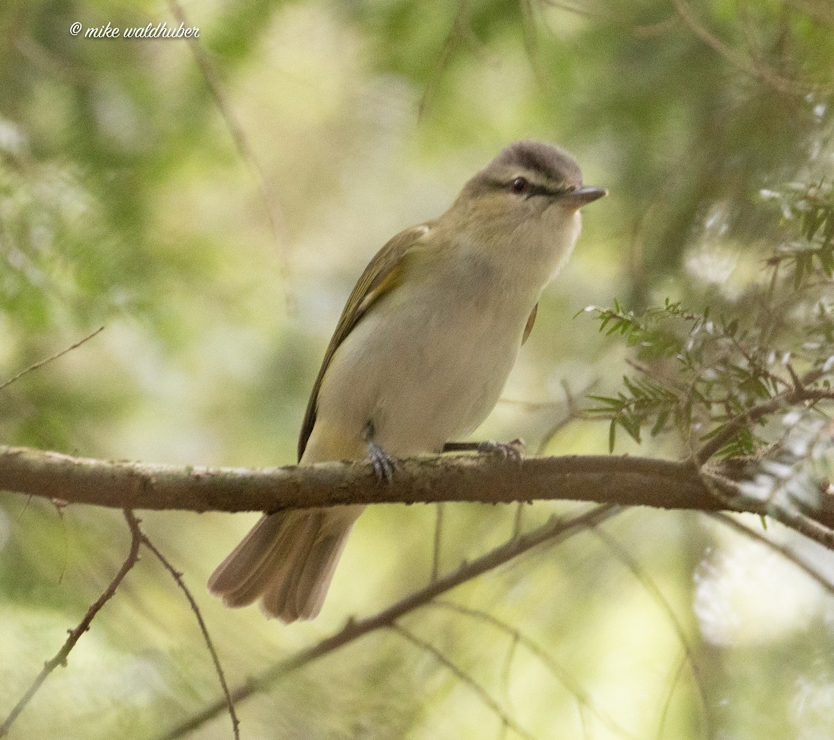 Vireo Ojirrojo - ML620191299