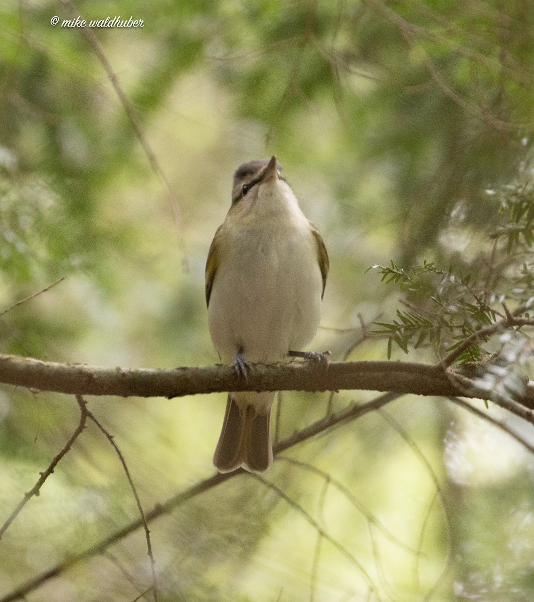 Red-eyed Vireo - ML620191301