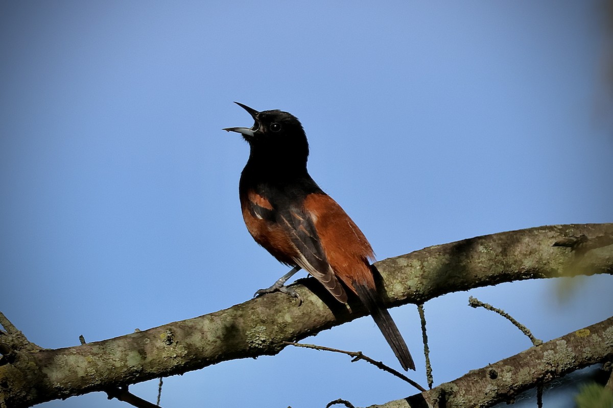 Orchard Oriole - ML620191303