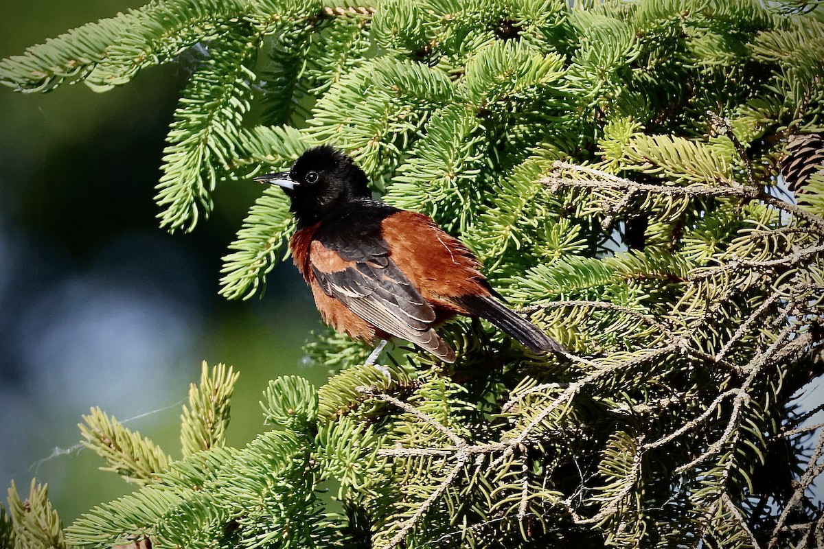 Orchard Oriole - ML620191304