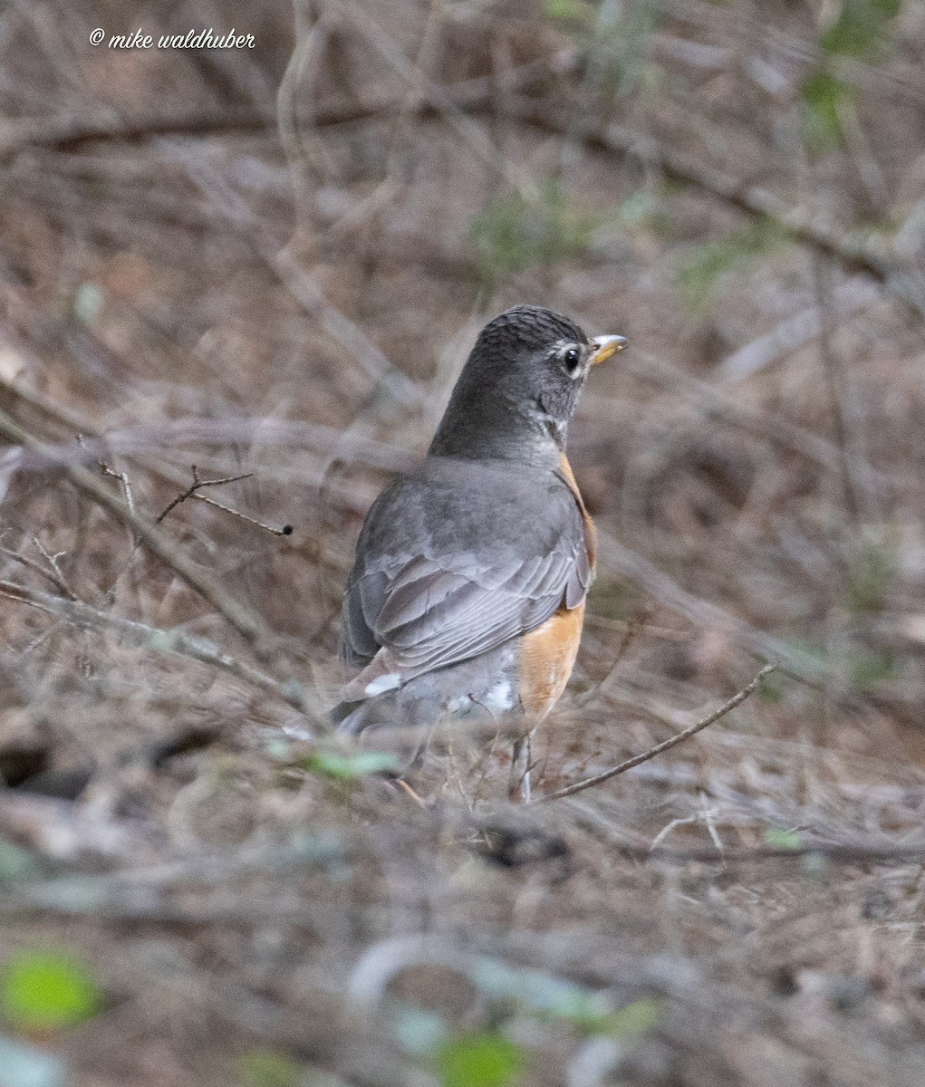 American Robin - ML620191314