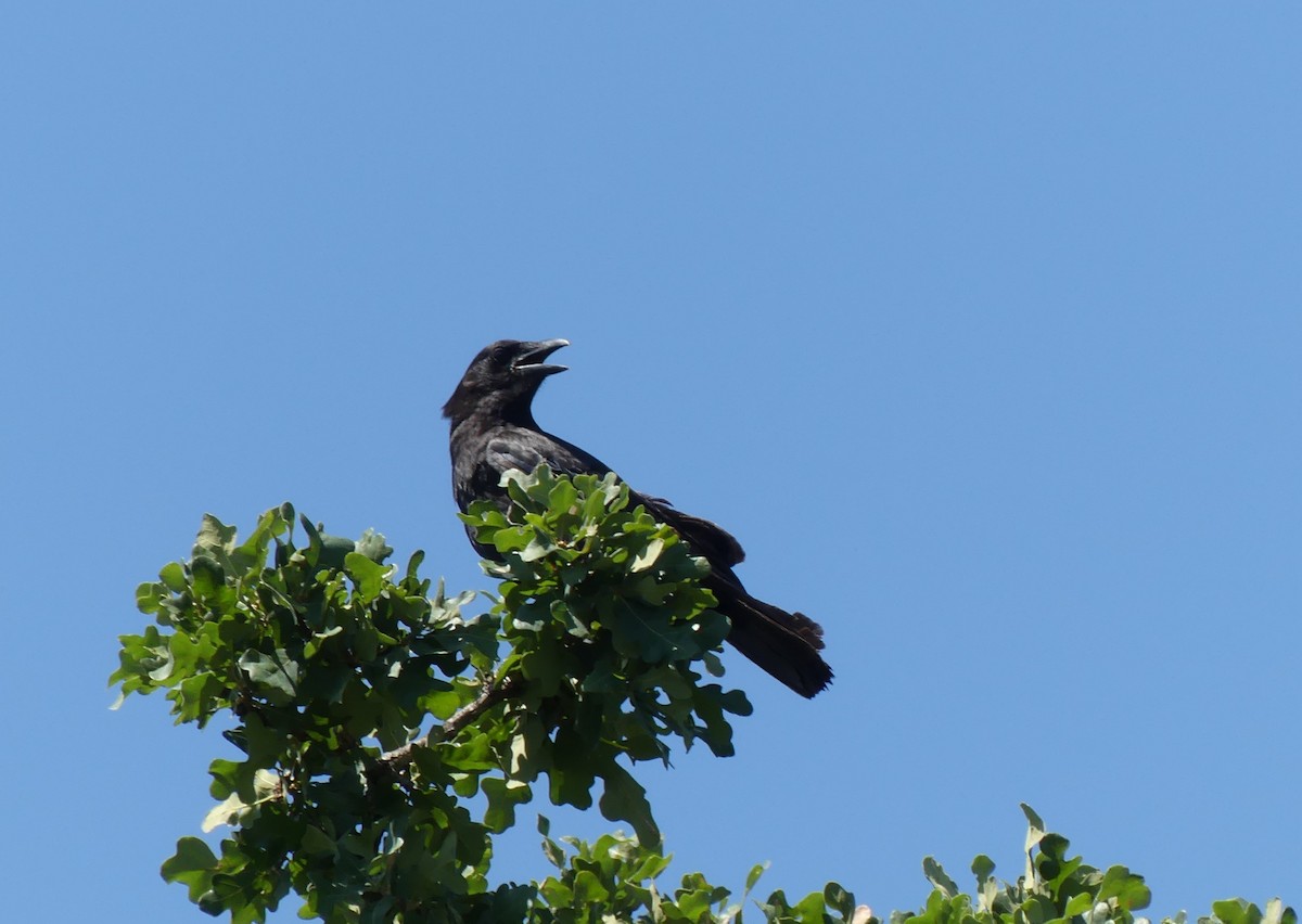 American Crow - ML620191319