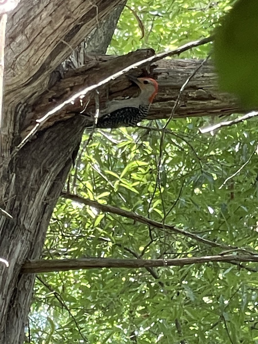 Red-bellied Woodpecker - ML620191323