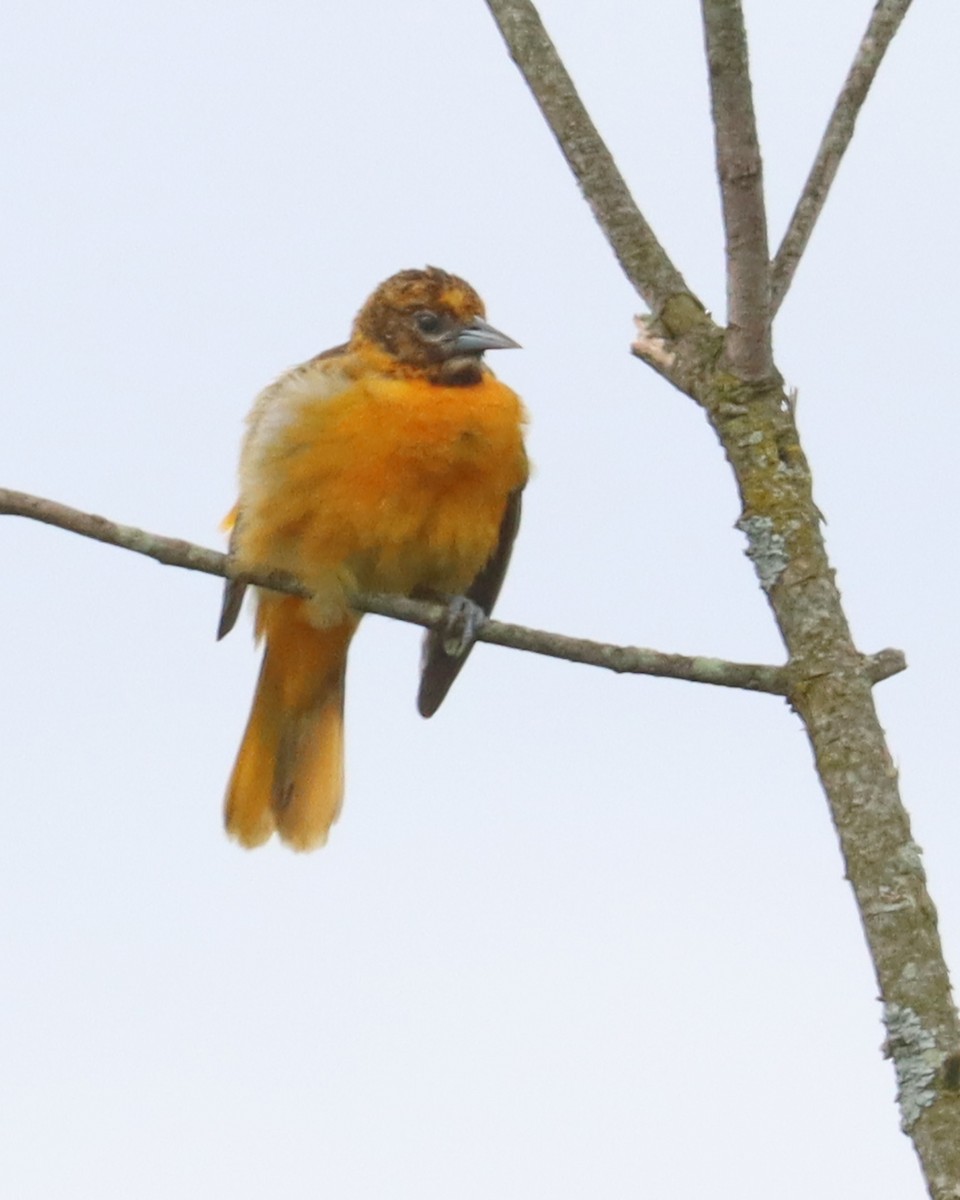 Oriole de Baltimore - ML620191327