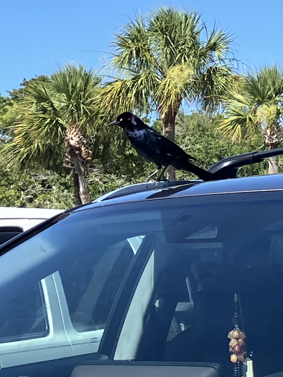 Boat-tailed Grackle - ML620191329