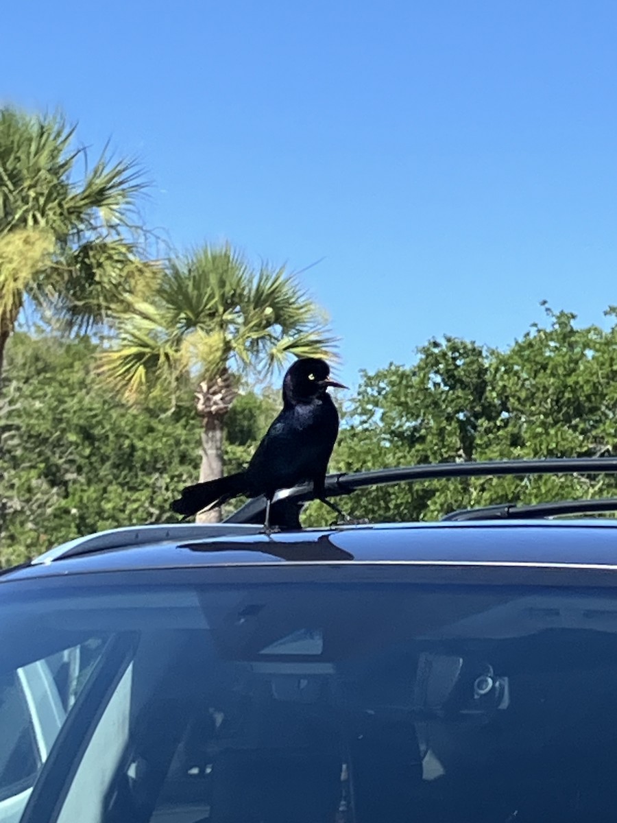 Boat-tailed Grackle - ML620191330