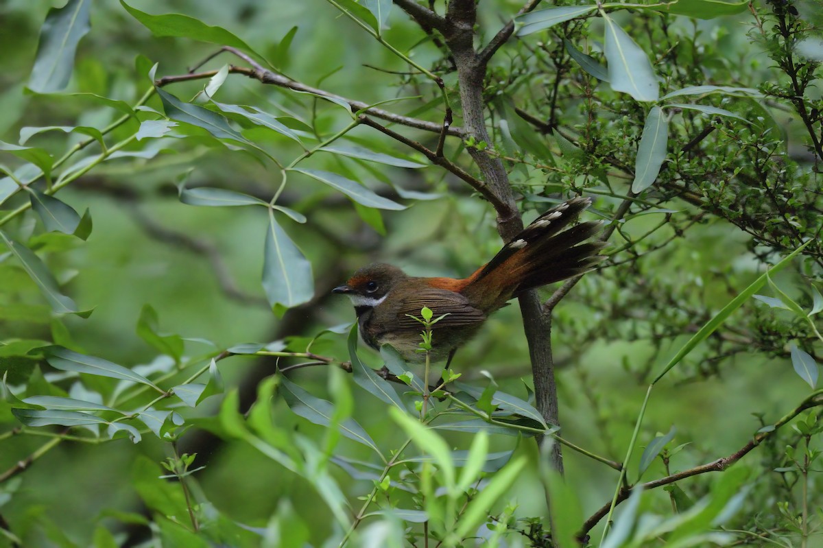 Australian Rufous Fantail - ML620191333