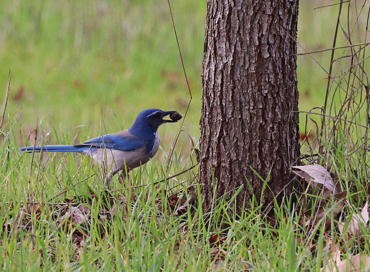 California Scrub-Jay - ML620191334