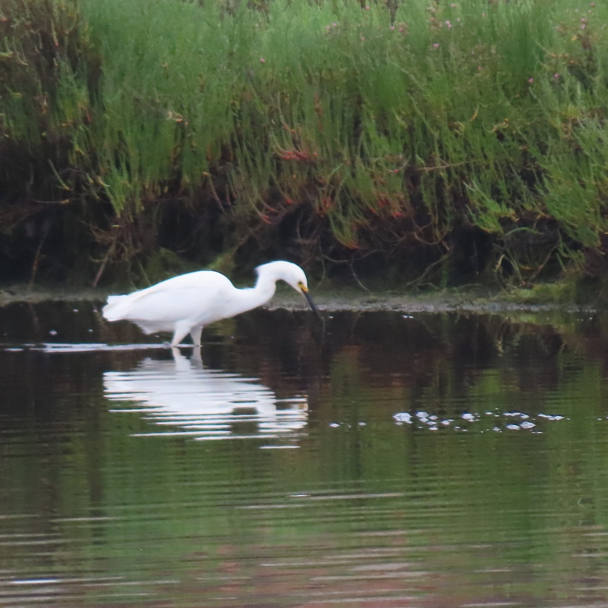 Snowy Egret - ML620191344