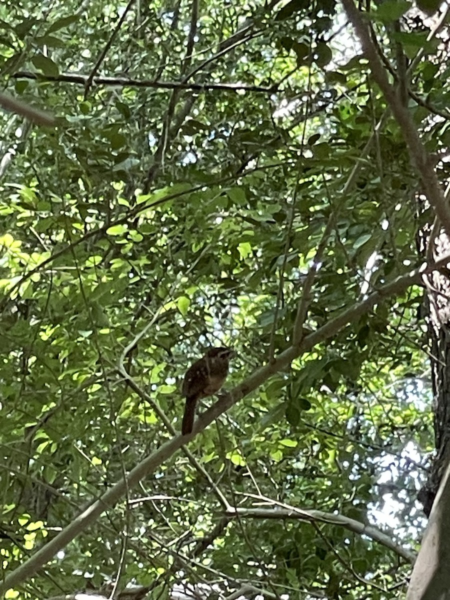 Carolina Wren - ML620191346