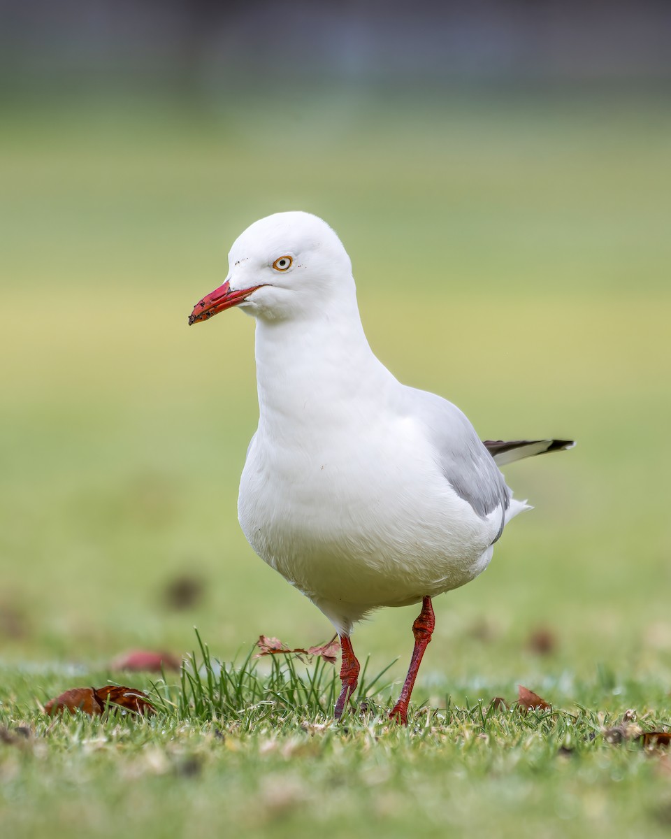 Gaviota Plateada - ML620191353