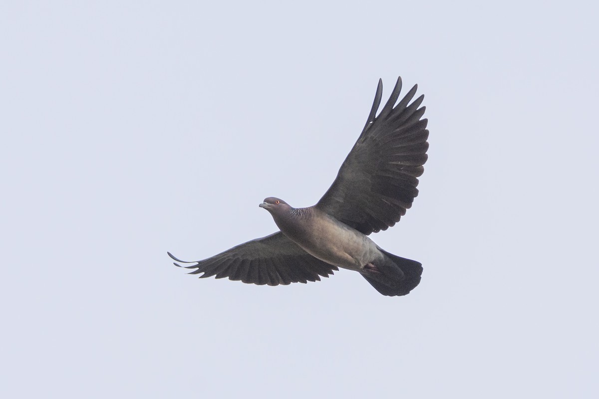 Picazuro Pigeon - ML620191367