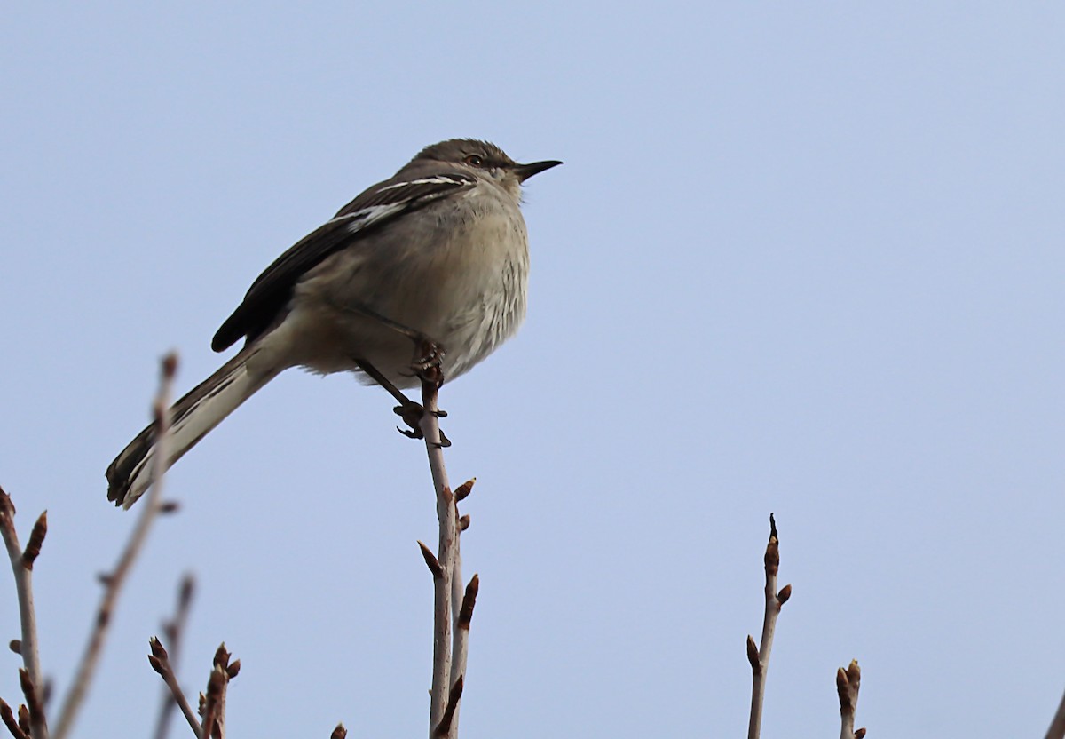 Northern Mockingbird - ML620191368