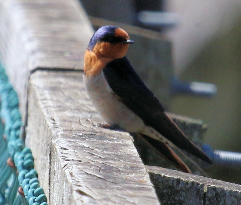 Golondrina Australiana - ML620191376