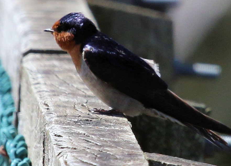 Golondrina Australiana - ML620191378