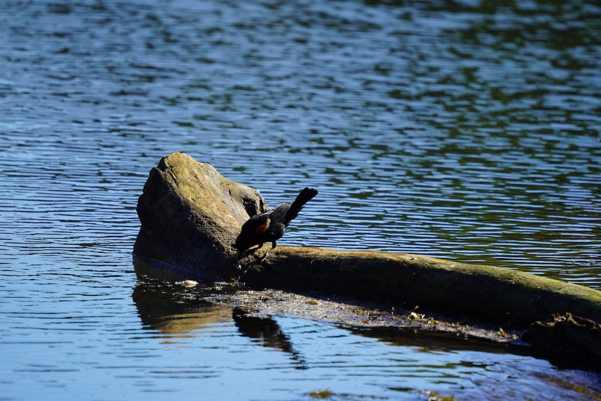 Red-winged Blackbird (Red-winged) - ML620191382