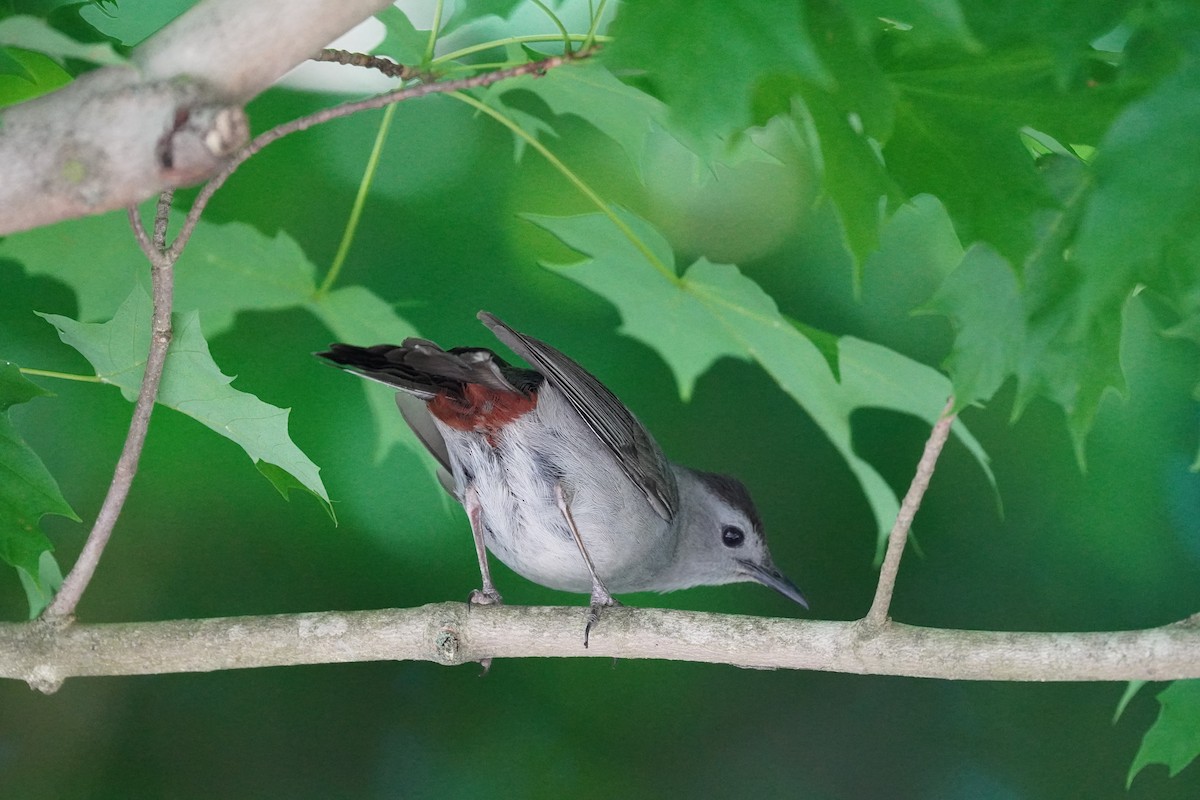 Gray Catbird - ML620191384