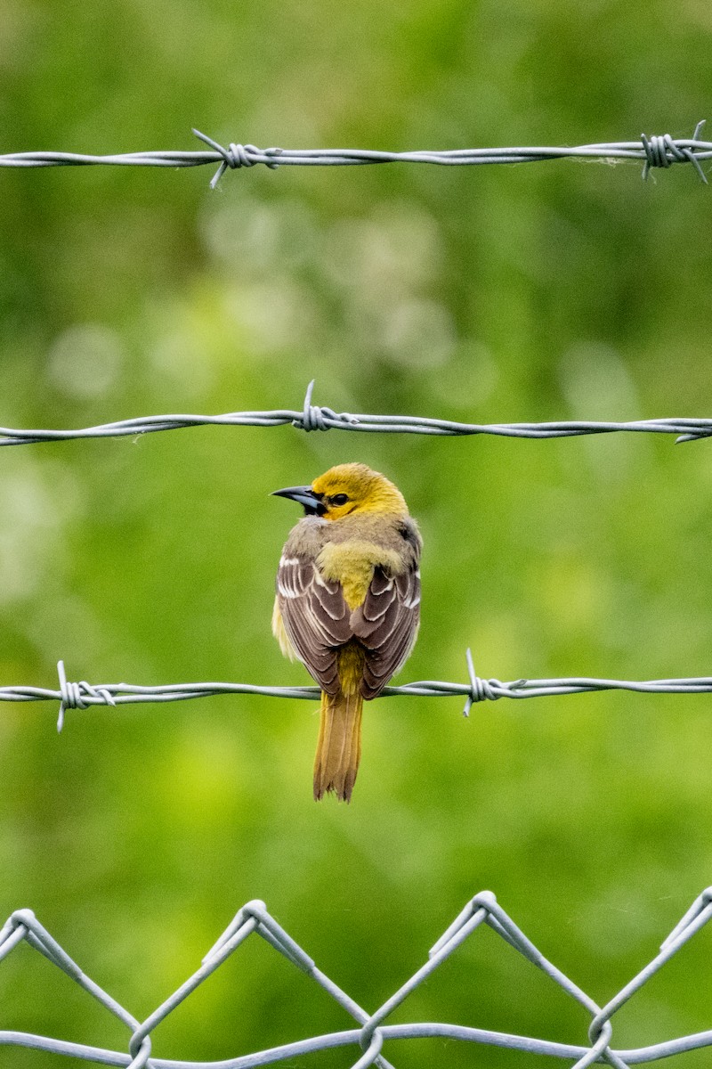 Orchard Oriole - ML620191387
