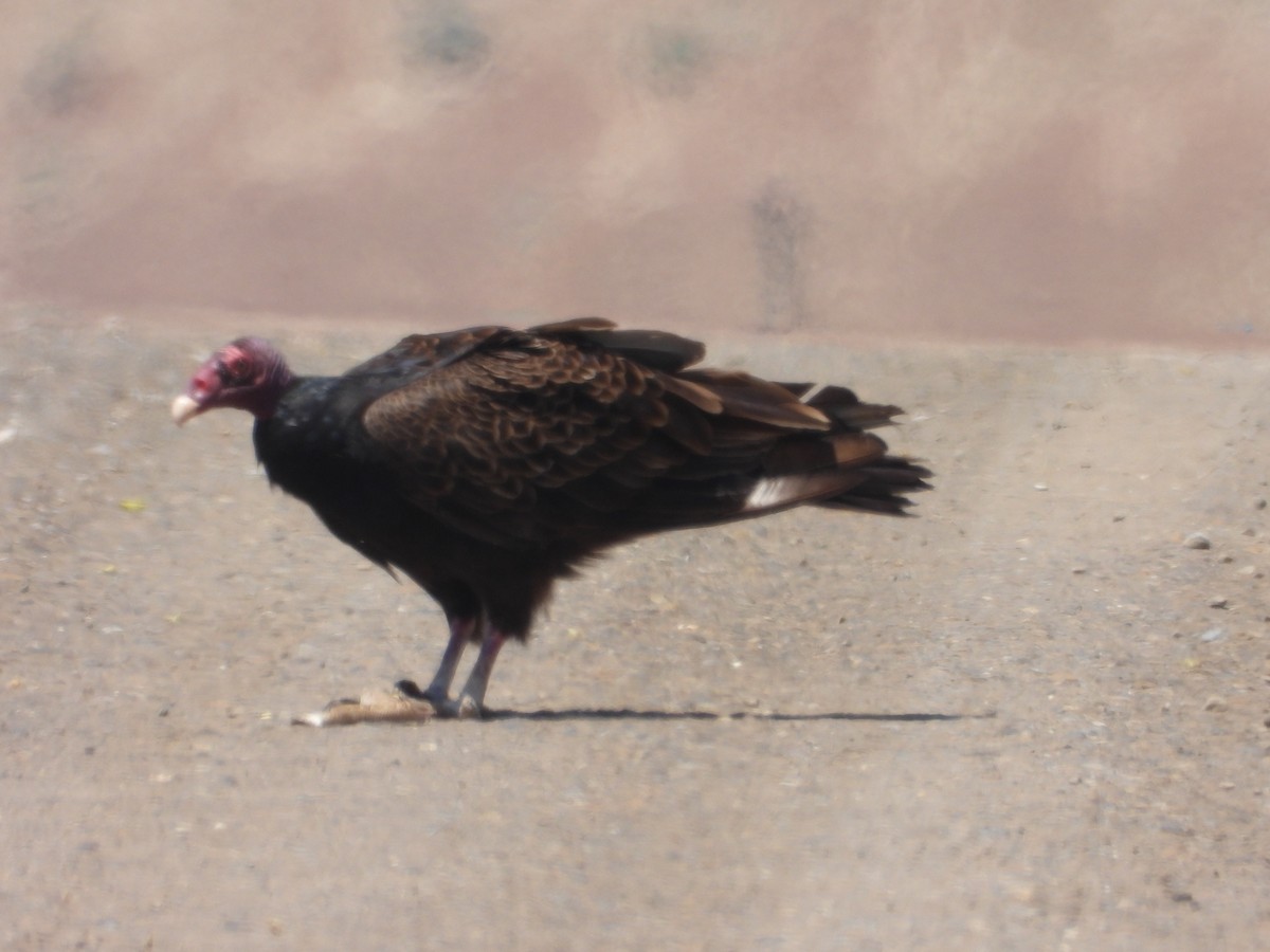 Turkey Vulture - ML620191388