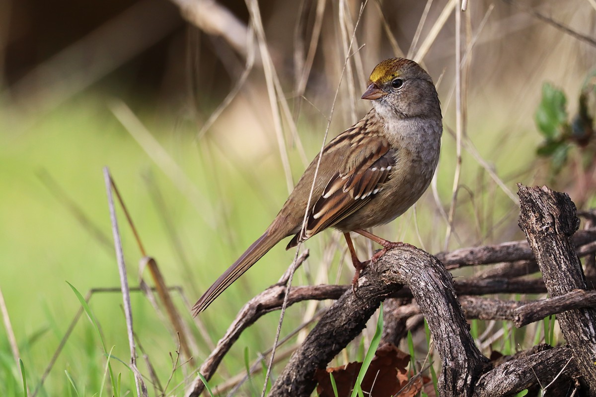 Golden-crowned Sparrow - ML620191389