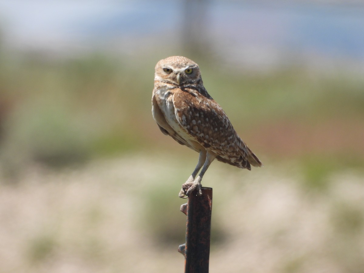 Burrowing Owl - ML620191391