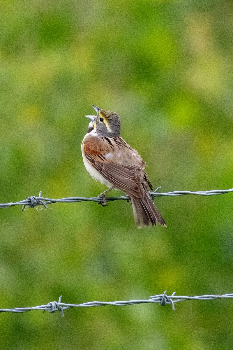 Dickcissel - ML620191401