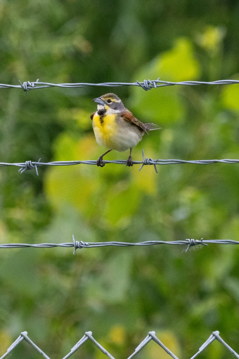 Dickcissel - ML620191402