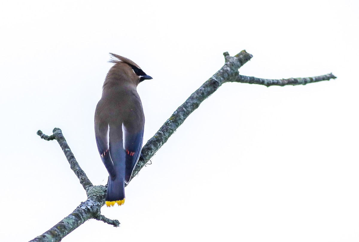 Cedar Waxwing - ML620191411