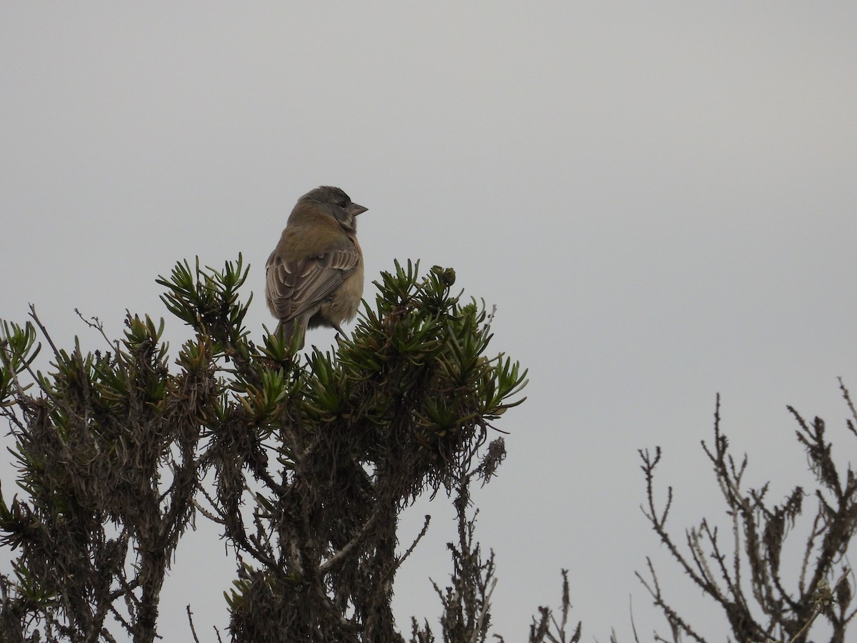 Gray-hooded Sierra Finch - ML620191414